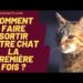 Où dorment les chats errants en hiver ?