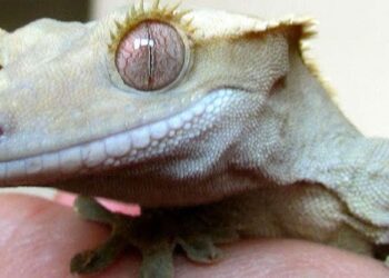 Où dorment les geckos ?