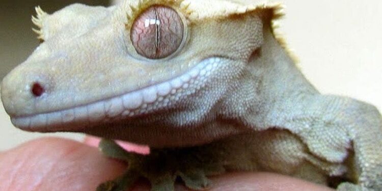 Où dorment les geckos ?