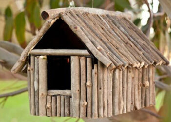 Où dorment les mésanges en hiver ?