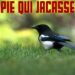 Où dorment les pies la nuit ?