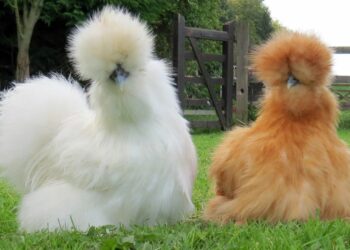 Où dorment les poules de soie ?