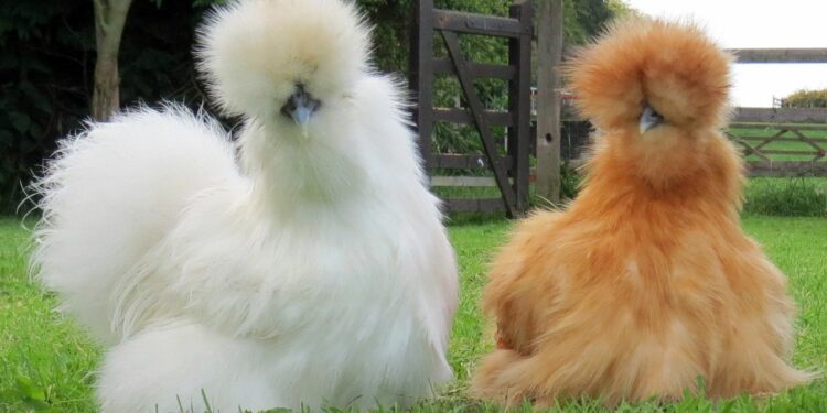 Où dorment les poules de soie ?