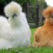 Où dorment les poules de soie ?