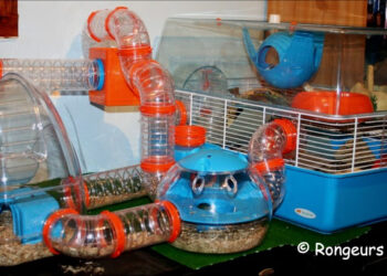 Où dorment les souris ?