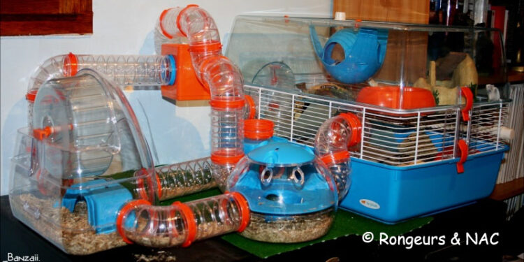 Où dorment les souris ?