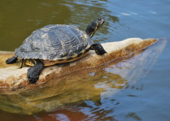Où dorment les tortues d'eau ?