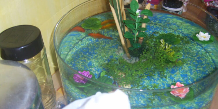 Où dorment les tortues d'eau ?