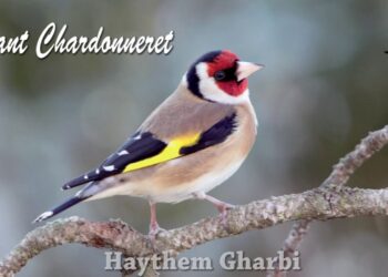 Où dort le chardonneret ?