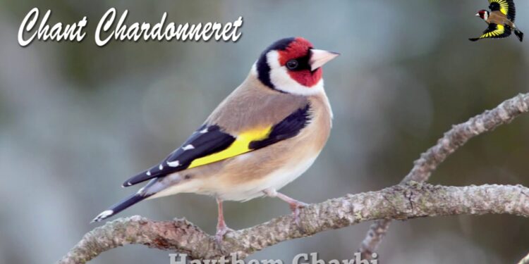 Où dort le chardonneret ?