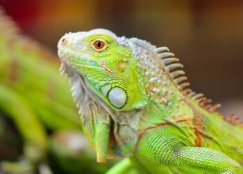 Où dort un iguane ?