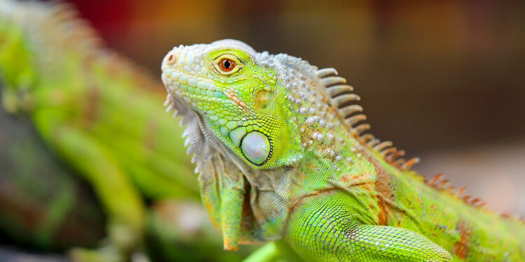 Où dort un iguane ?