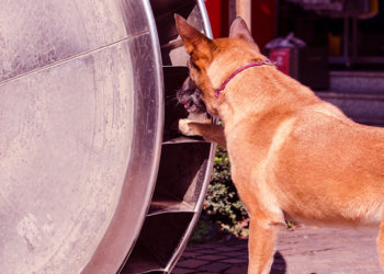 Où faire dormir le chien la nuit ?