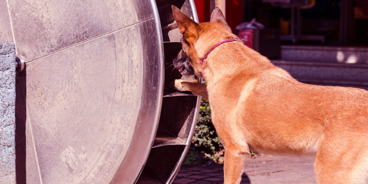 Où faire dormir le chien la nuit ?