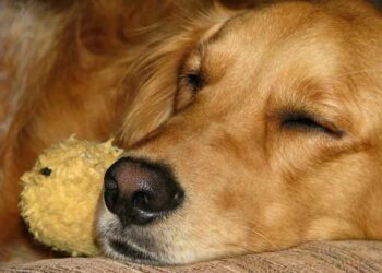 Où faire dormir le chien la nuit ?