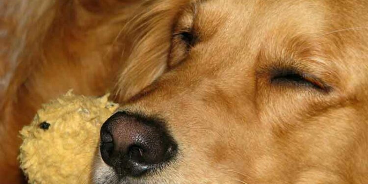 Où faire dormir le chien la nuit ?