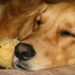 Où faire dormir le chien la nuit ?