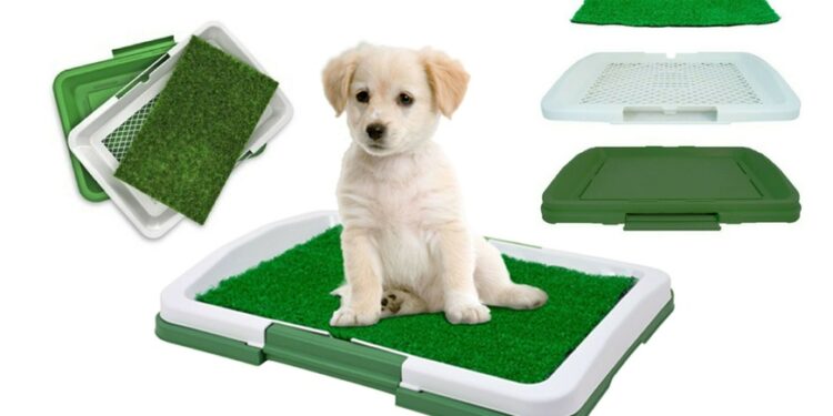 Où faire dormir le chiot La première nuit ?