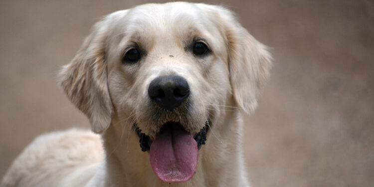 Où faire dormir le chiot La première nuit ?