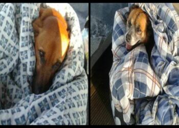 Où faire dormir son chien la nuit ?