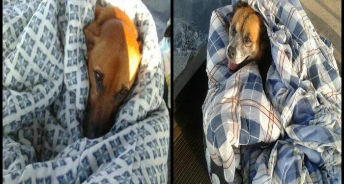 Où faire dormir son chien la nuit ?