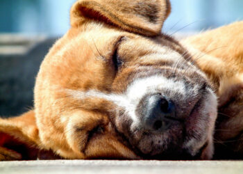 Où faire dormir son chien la nuit ?