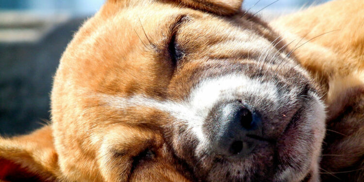 Où faire dormir son chien la nuit ?