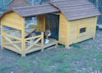 Où faire dormir un Beagle ?