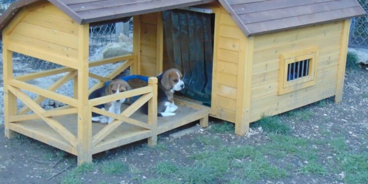 Où faire dormir un Beagle ?