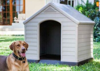 Où faire dormir un Border Collie ?