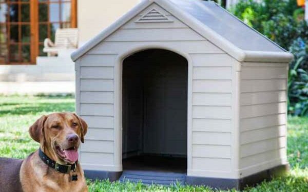 Où faire dormir un Border Collie ?