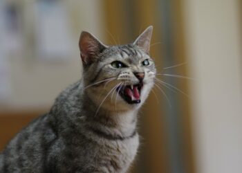 Où faire dormir un chat la nuit ?