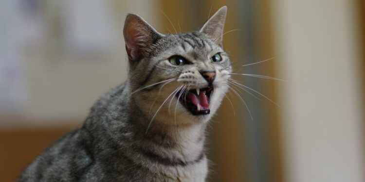 Où faire dormir un chat la nuit ?