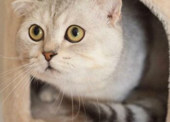 Où faire dormir un chaton de 3 mois ?