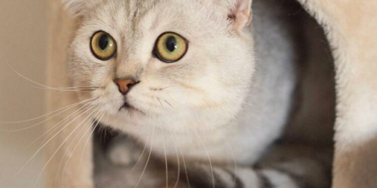 Où faire dormir un chaton de 3 mois ?