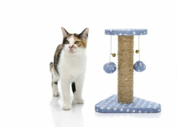 Où faire dormir un chaton la première nuit ?