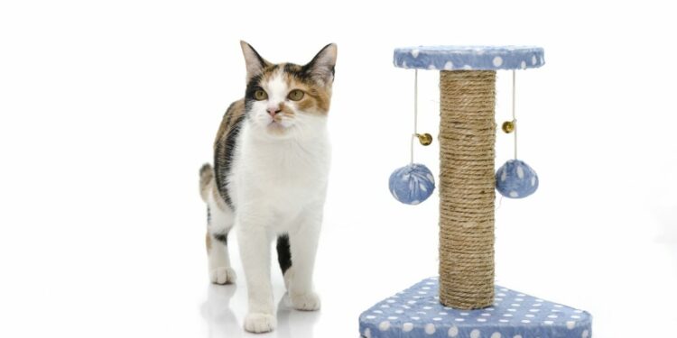 Où faire dormir un chaton la première nuit ?