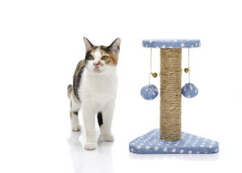 Où faire dormir un chaton la première nuit ?