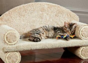 Où faire dormir un chaton la première nuit ?