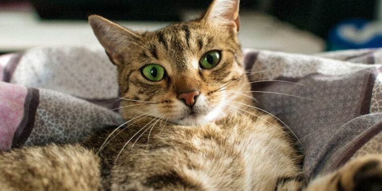 Où faire dormir un chaton la première nuit ?