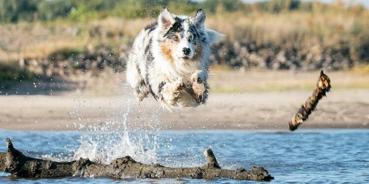 Où faire dormir un chiot de 2 mois ?