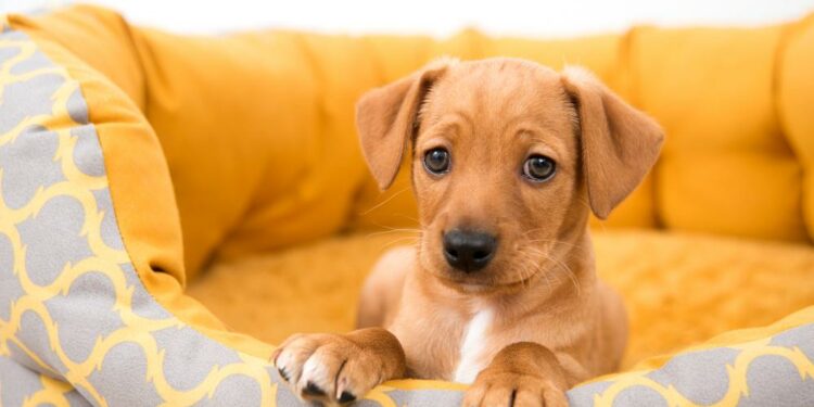 Où faire dormir un chiot de 2 mois ?