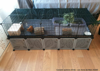 Où faire dormir un cochon d'Inde ?