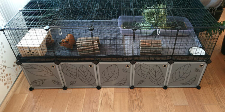 Où faire dormir un cochon d'Inde ?