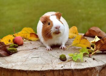 Où faire dormir un cochon d'Inde ?