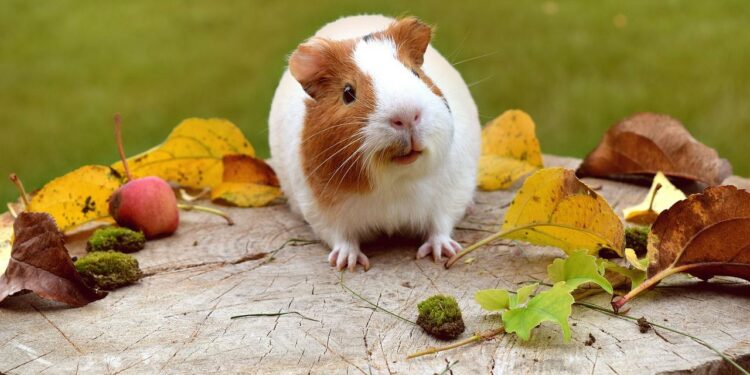 Où faire dormir un cochon d'Inde ?