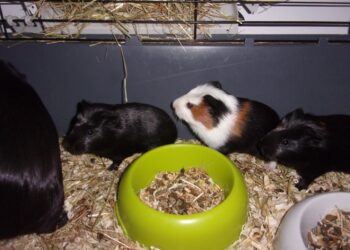 Où faire dormir un cochon d'Inde ?