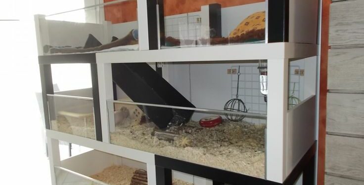 Où faire dormir un cochon d'Inde ?