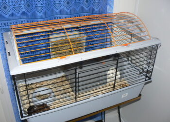 Où faire dormir un cochon d'Inde ?