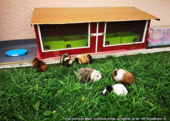 Où faire dormir un cochon d'Inde ?